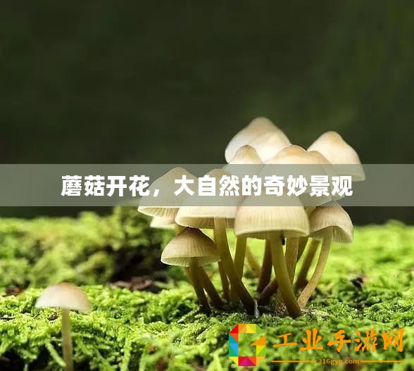 蘑菇開(kāi)花，大自然的奇妙景觀