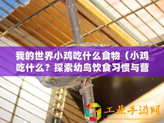 我的世界小雞吃什么食物（小雞吃什么？探索幼鳥飲食習(xí)慣與營養(yǎng)需求的奧秘！）