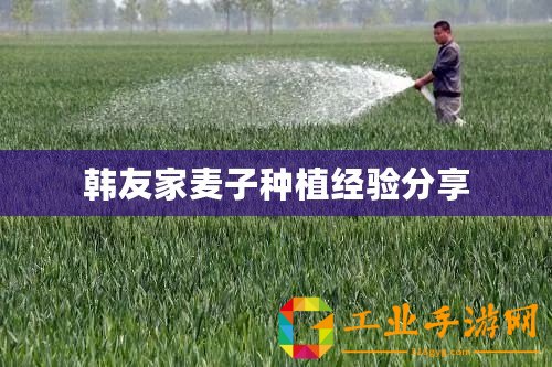 韓友家麥子種植經(jīng)驗分享