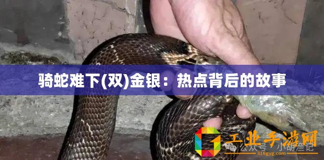 騎蛇難下(雙)金銀：熱點背后的故事