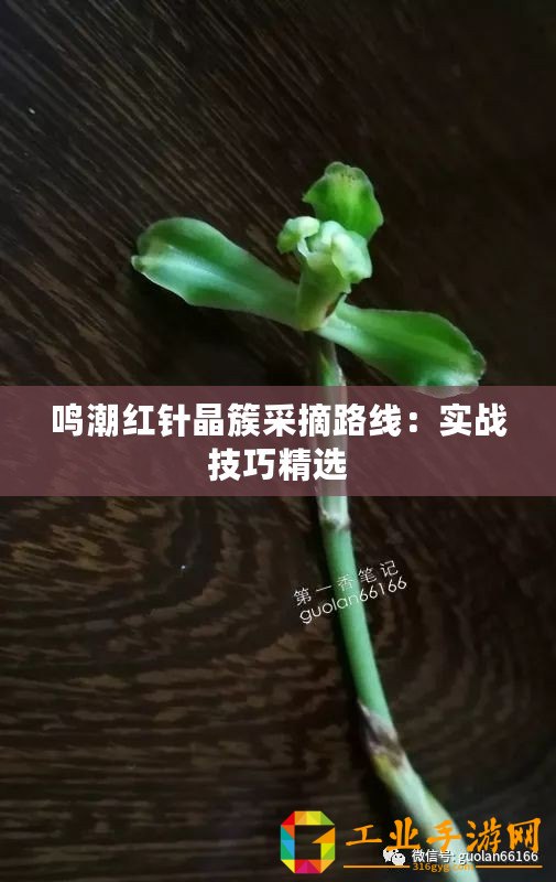 鳴潮紅針晶簇采摘路線：實戰(zhàn)技巧精選